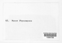 Mucor phycomyces image
